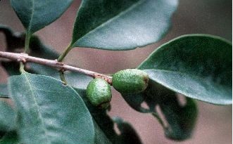 Archivo:Eugenia glabrata.jpg