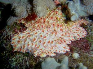 Archivo:Eusynstyela misakiensis.jpg