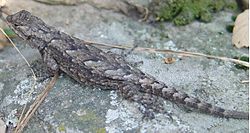 250px-Sceloporus grammicus female.JPG