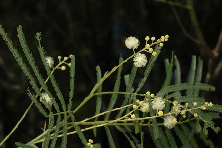 Archivo:Acacia chrysotricha 1.jpg