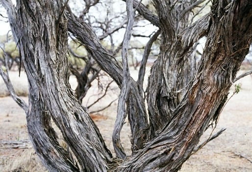 Archivo:Acacia masliniana 5.jpg