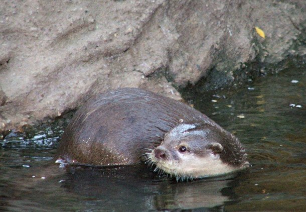 Archivo:Aonyx cinerea.jpg