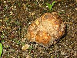 Desert truffle - Terfezia.jpg