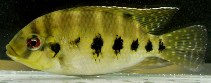 Tilapia mariae.jpg