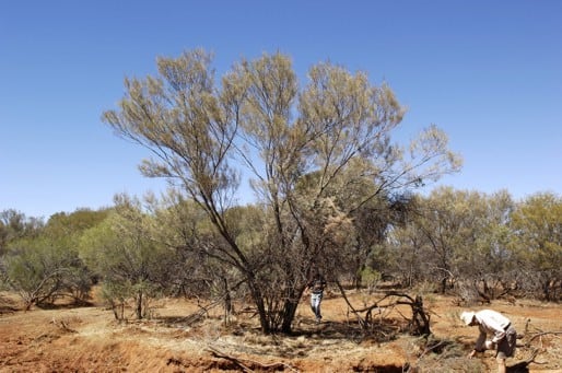 Archivo:Acacia macraneura 1.jpg