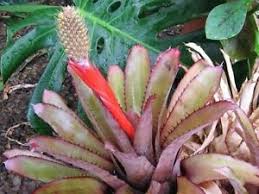 Aechmea pineliana.jpg