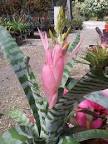 Aechmea zebrina.jpg