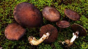 Agaricus heinemannianus.jpg