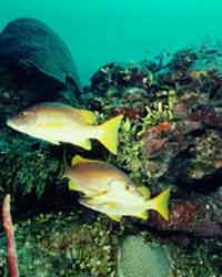 Biodiversidad Marina.jpg