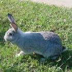 Conejo American Chinchilla.jpeg