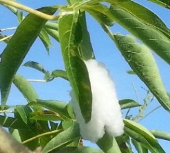 E.ello C.americanus.jpg