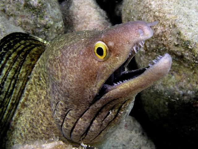 мурена рыба. желеобразное существо. электрический угорь. Rhinomuraena quaesita. пурпурный угорь.