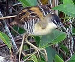 Porzana flaviventer.jpeg