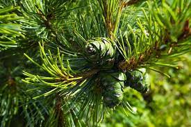 Sin cedrochipre2023.jpg