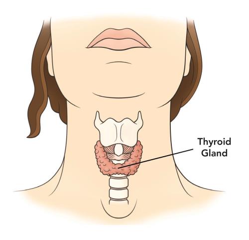Archivo:Thyroid gland.jpg