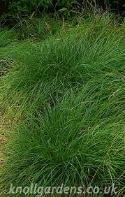 Carex remota3.jpg