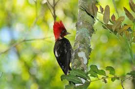 Carpintero cara canela.jpeg