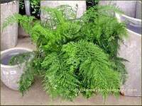 Dicksonia..jpg