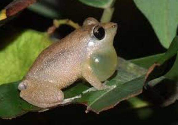 Archivo:Eleutherodactylus ronaldi.jpg