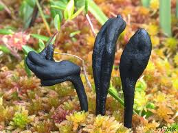 Geoglossum glabrum.jpg