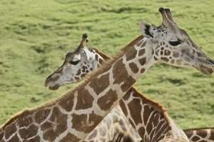 Jirafa rotshshild.jpg