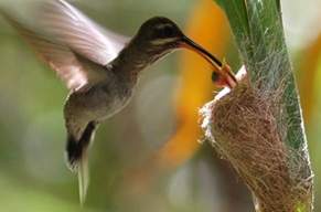 Kolibrinest-venezuela.jpg