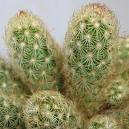 Mammillaria elongata s.jpeg
