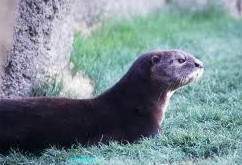 Nutria de cuello moteado.jpg