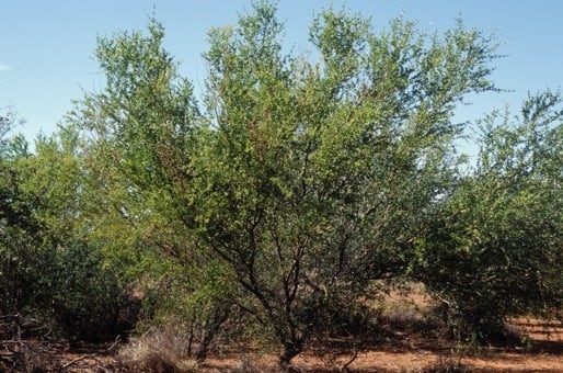 Archivo:Acacia glaucocaesia.jpg