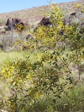 Acacia gloeotricha.jpg