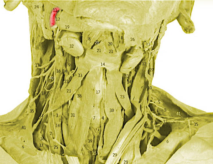 Archivo:Arteria facial cara anterior cuello.png