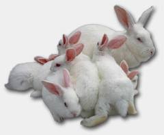 Conejo Nueva Zelanda.jpeg