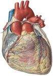 Frecuencia-cardiaca-3-thumb.jpg
