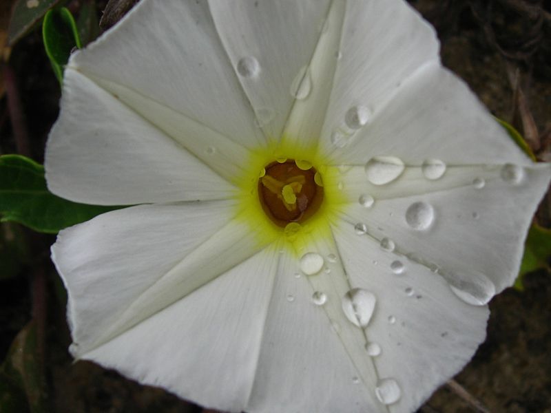 Archivo:Ipomoea imperati flor.jpg