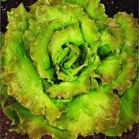 Lechuga de Verano Sel. Maresme.jpg