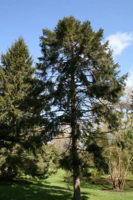 Picea brachytyla.jpg