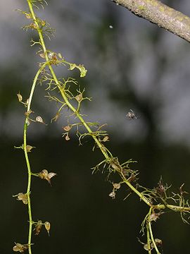 Utricularia minor EcuRed