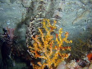 Abanico de mar sulfureo.jpg