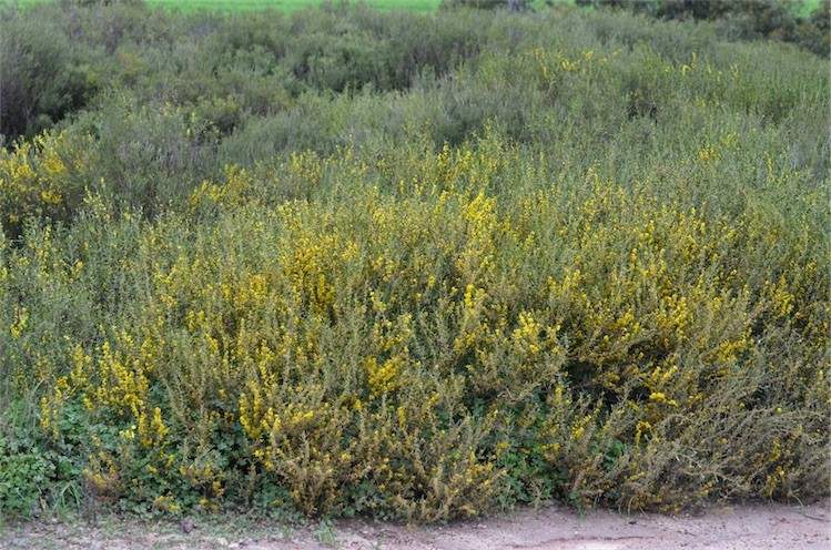 Archivo:Acacia farinosa 2.jpg