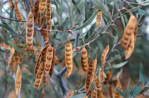 Archivo:Acacia murrayana 5.jpg