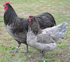 Australorp.jpg