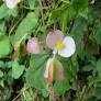Begonia Dregei.jpg