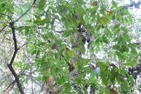 Castanopsis orthacantha1.jpg