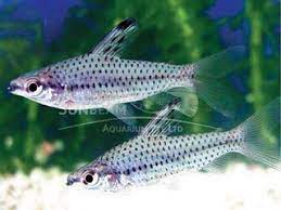 Chrysobrycon sp..jpg