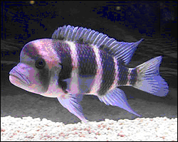 Cyphotilapia frontosa.png