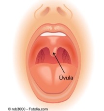 D uvula.jpg