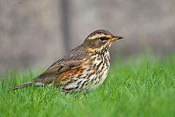 250px-Redwing Turdus iliacus.jpg