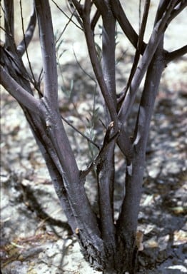 Archivo:Acacia leptopetala 4.jpg