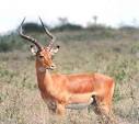 Antilope africano.jpg