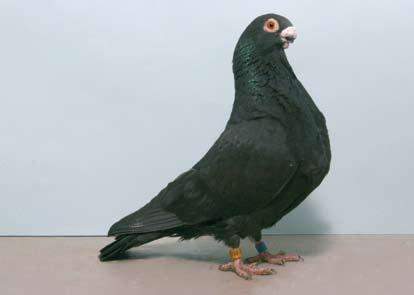 Archivo:Buchon rafeno imagelarge.jpg